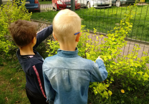 Chłopcy pglądają krzew w ogrodzie.