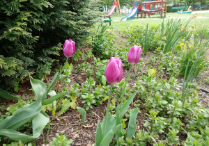Tulipany kwitnące w ogrodzie.