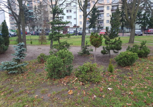 Ogród jesienią - rabaty, drzewa i krzewy.