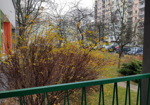 Ogród jesienią - rabaty, drzewa i krzewy.