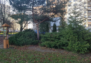 Ogród jesienią - rabaty, drzewa i krzewy.