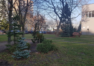 Ogród jesienią - rabaty, drzewa i krzewy.