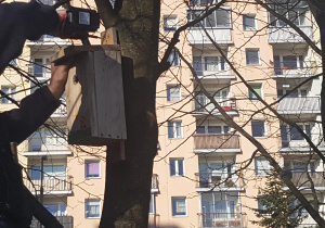 Instalacja budek lęgowych dla ptaków.