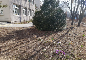 Wiosenna rabata w ogrodzie.