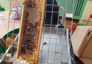 Dzieci uczestniczą w warsztatach na temat pszczół.