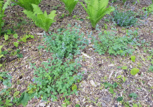 Rabata kwiatowa.