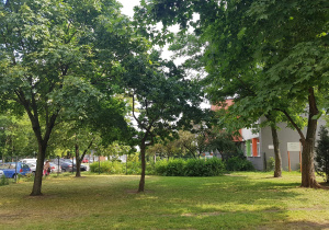 Drzewa w ogrodzie.