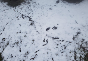 Dzieci oglądają tropy ptaków na śniegu.
