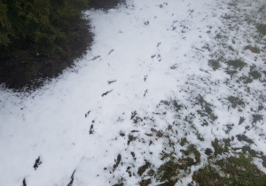 Dzieci oglądają tropy ptaków na śniegu.