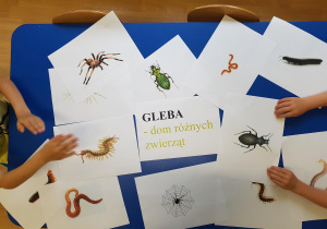 Dzieci oglądają zdjęcia i rysunki zwierząt żyjacych w glebie.