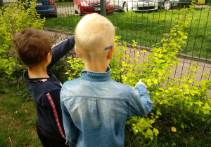 Chłopcy pglądają krzew w ogrodzie.