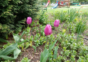 Tulipany kwitnące w ogrodzie.