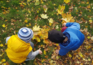 Dwóch chłopców ogląda liście leżące na trawie. Porównuje ich wielkość, kolor, kształt.