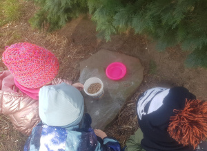 Dokarmianie ptaków zimą