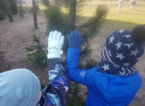 Zabawy badawcze - drzewa iglaste i liściaste