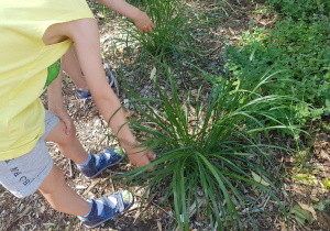 Chłopiec dotyka trawy