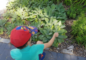 Chłopiec ogląda rośliny na Ścieżce sensorycznej