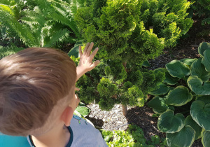 Chłopiec dotyka roślin w ogrodzie