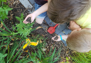 Zabawy badawcze z glebą w ogrodzie