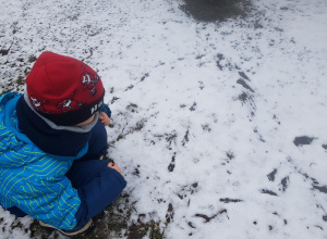 Tropy zwierząt - obserwacje w ogrodzie